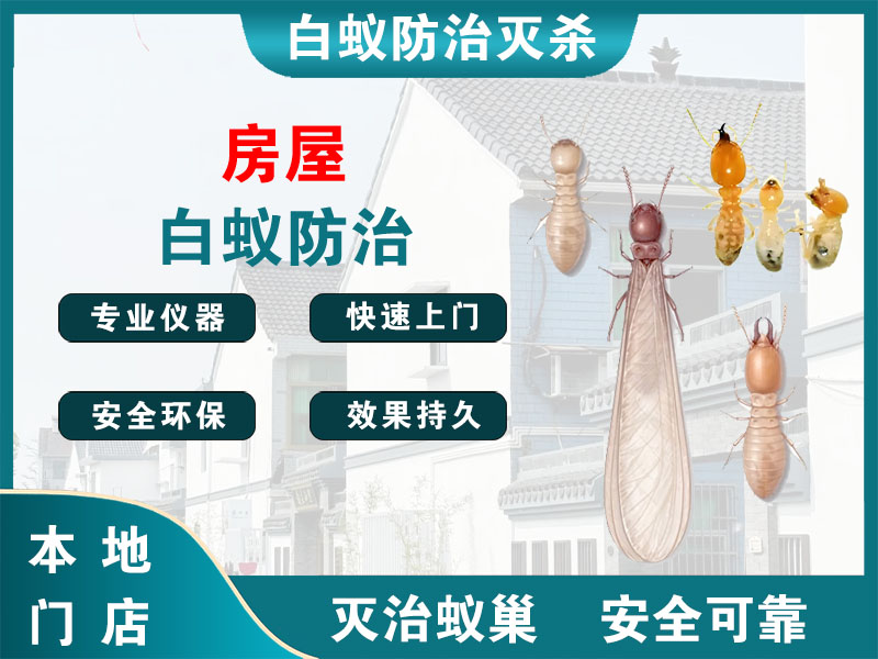 梁溪房屋白蚁防治